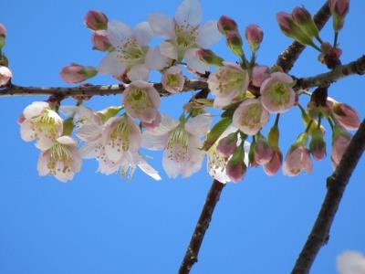 ヒマラヤザクラの花